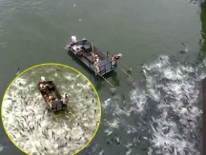 Nehirlerdeki yüzlerce balığa elektroşok verildi