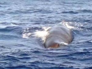 Okyanus'ta gezintiye çıkan iki kanocu balina sürüsünün arasında kaldı